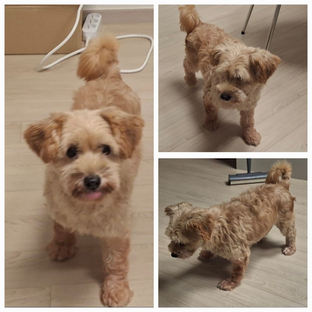 유기동물보호소_446481202401069