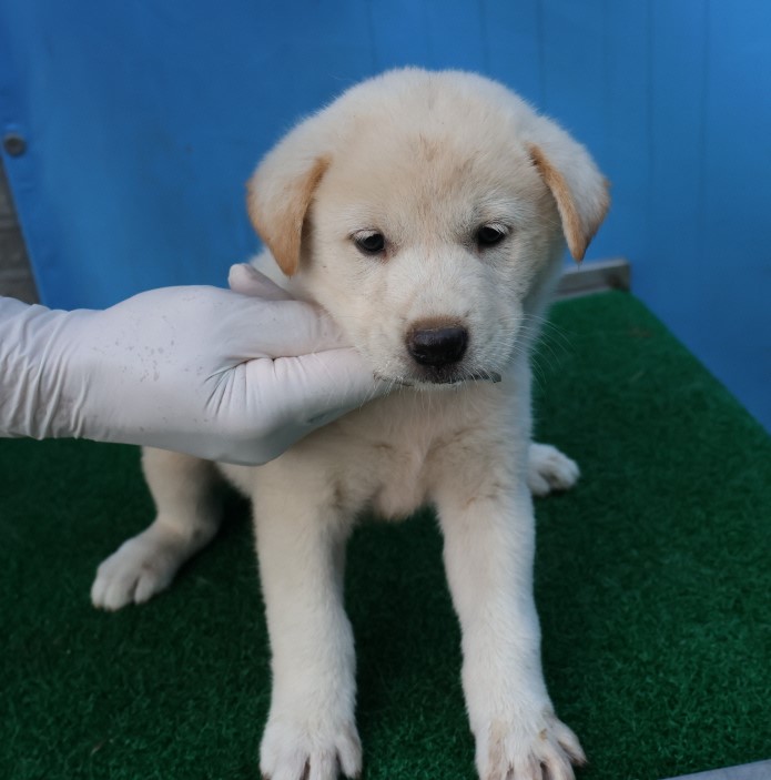 제주 동물보호센터_450650202402983