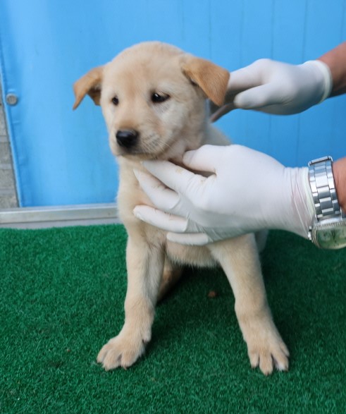 제주 동물보호센터_450650202402985