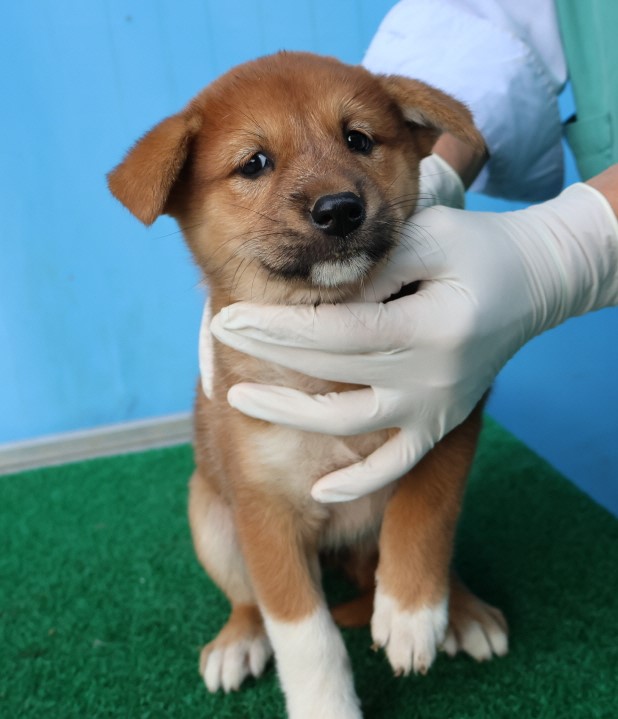 제주 동물보호센터_450650202402986