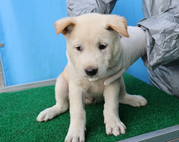 제주 동물보호센터_450650202402984