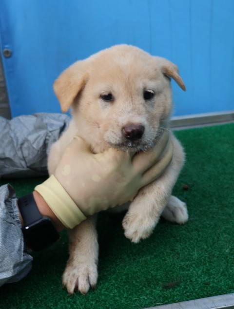 제주 동물보호센터_450650202402988