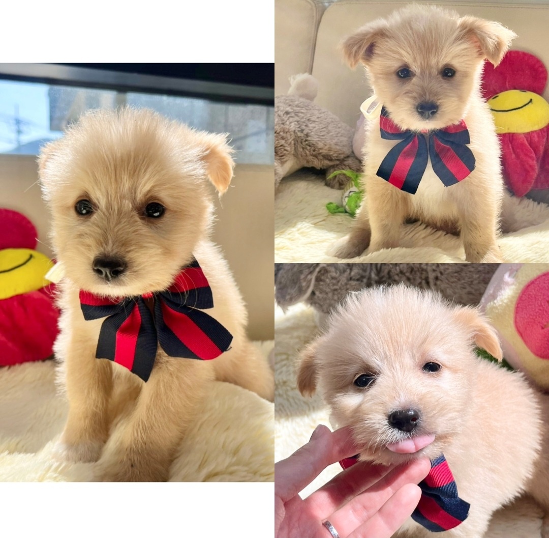 경주동물사랑보호센터_447505202401158