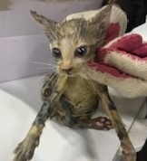 보호중 한국 고양이…