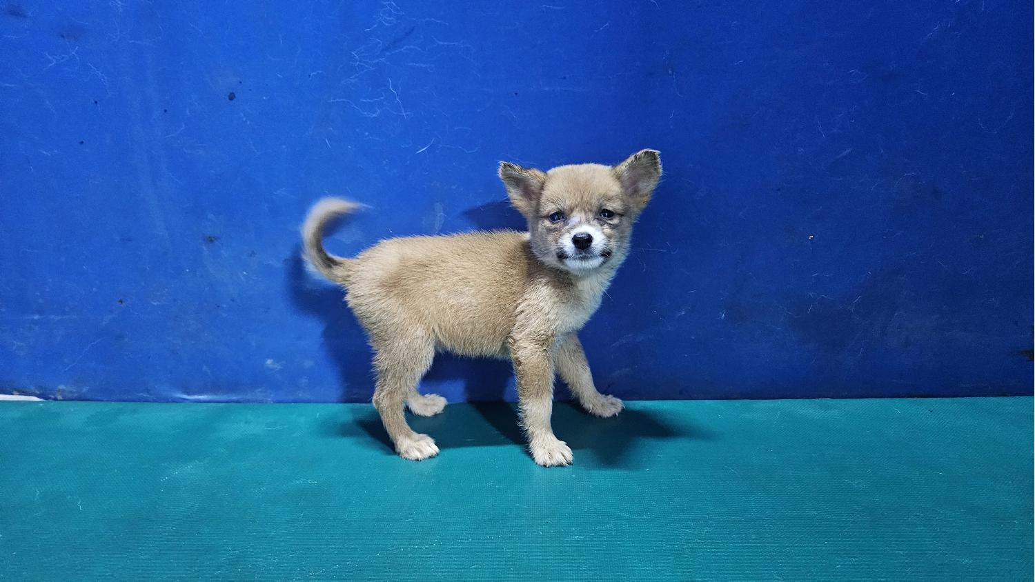 경산시유기동물보호소_447513202401198