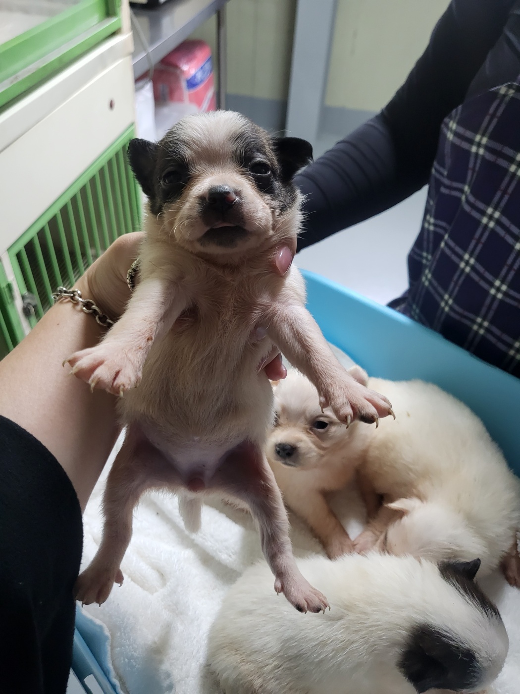 (사)하얀비둘기_426336202400802