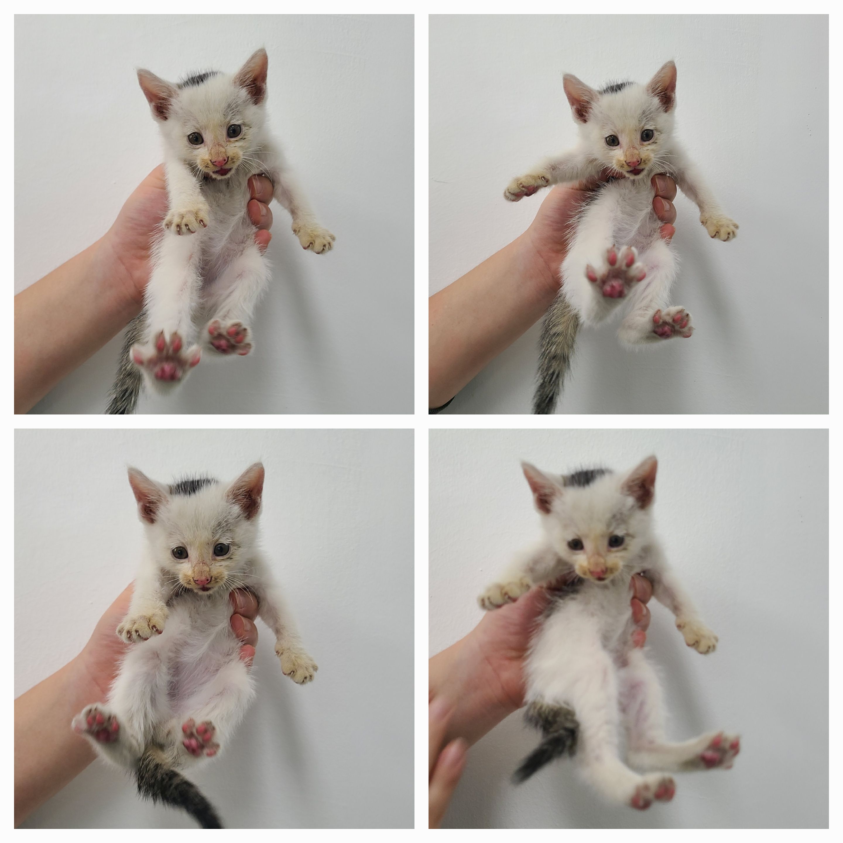 천안시 동물보호센터_444449202402037