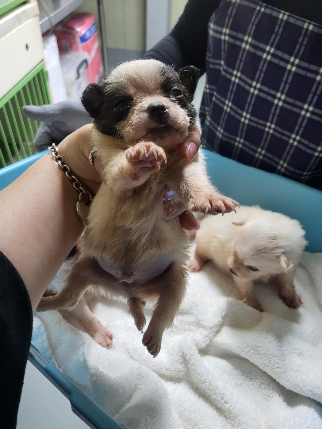 (사)하얀비둘기_426336202400803