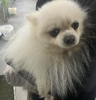 종료(반환) 포메라…