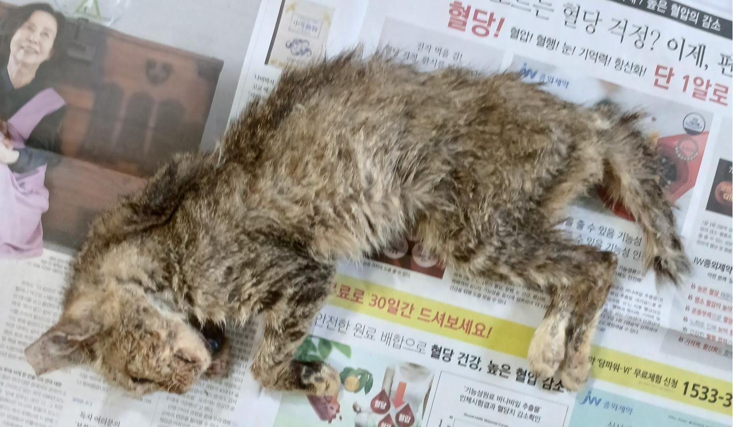 대구유기동물보호협회_427345202400609