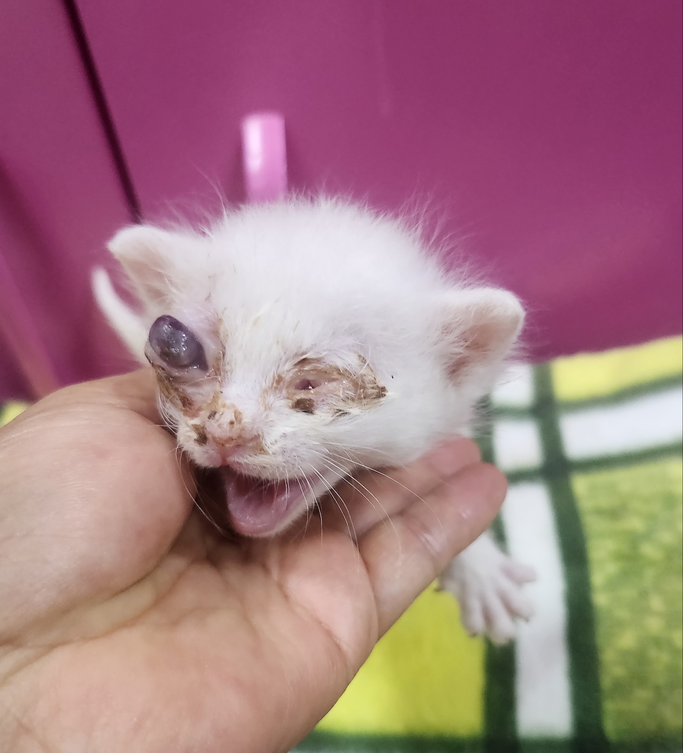 울산유기동물보호센터_431373202401402