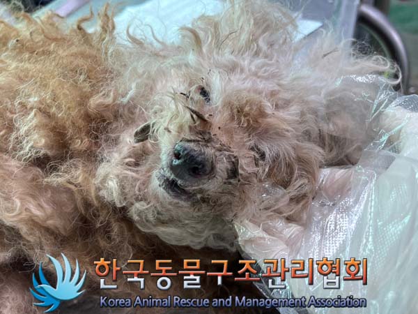 한국동물구조관리협회_411316202400622