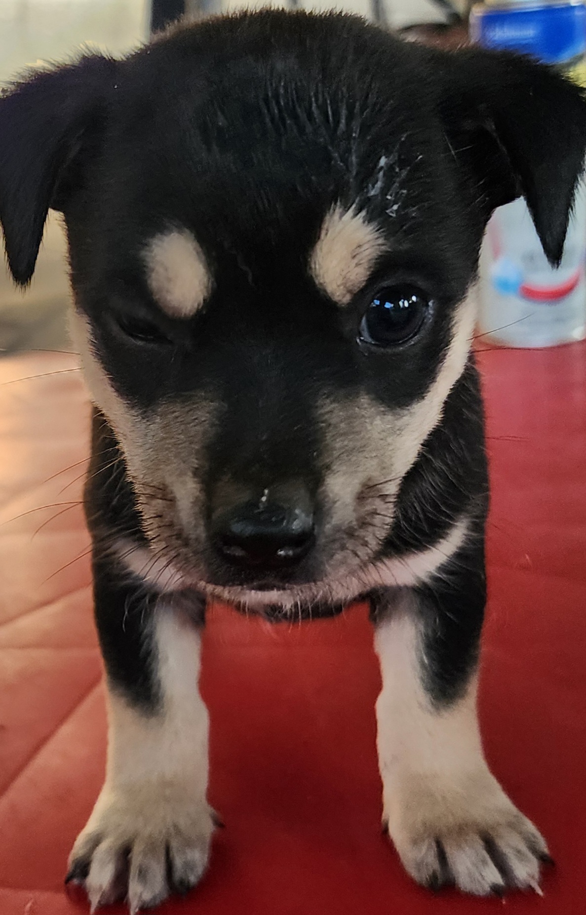 상주시 동물보호센터_447511202401454