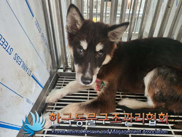 한국동물구조관리협회_441406202401699