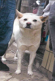 공주시 동물보호센터_444450202400461