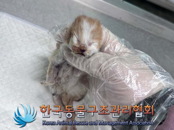 한국동물구조관리협회_441406202401692
