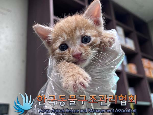 한국동물구조관리협회_441560202401248