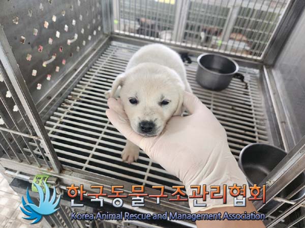종료(안락사) 믹스…