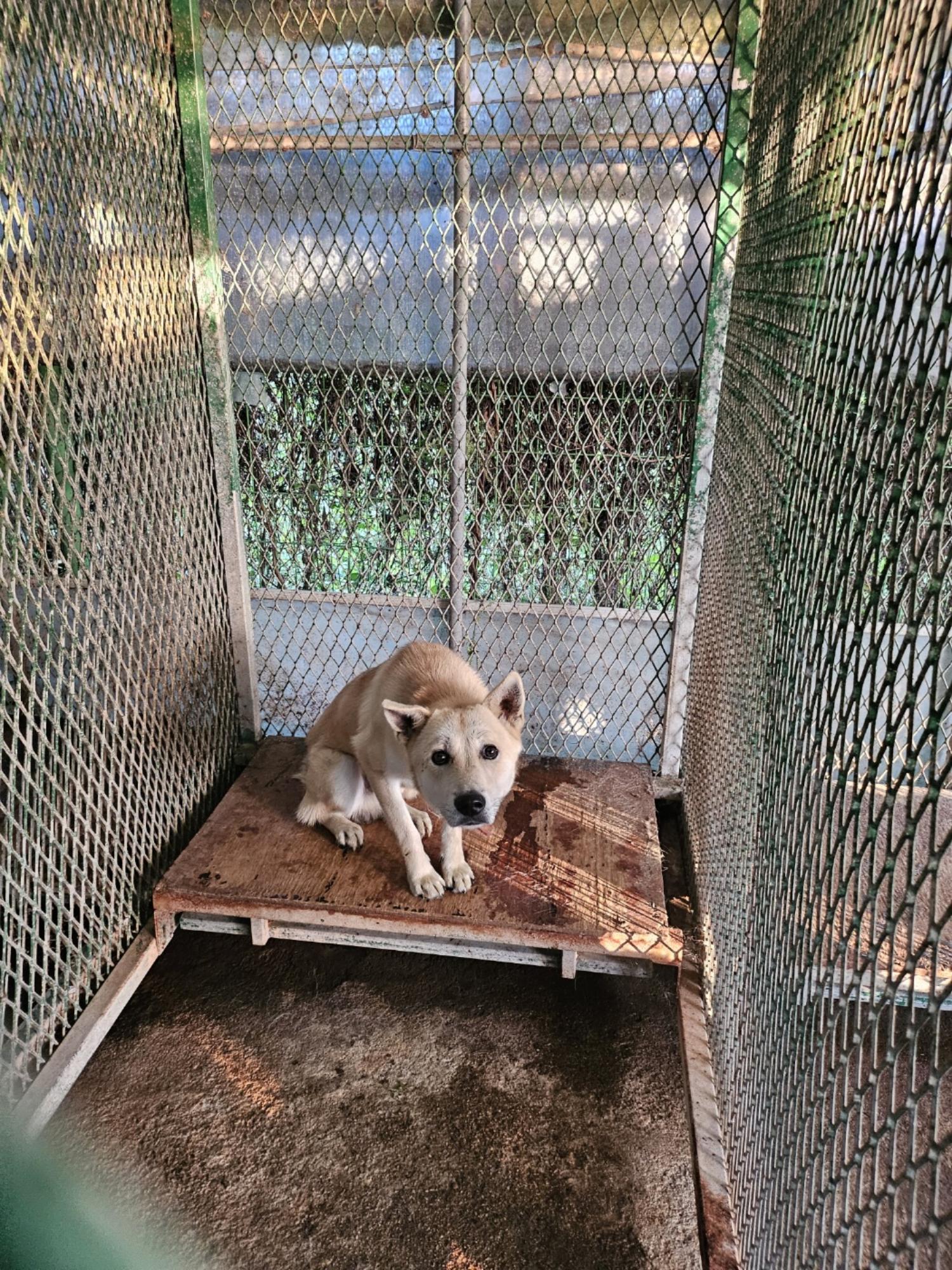영광동물보호센터_446497202400463