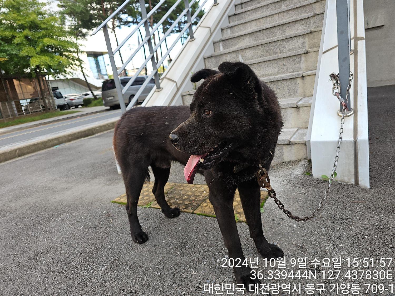 대전동물보호센터_430364202400766