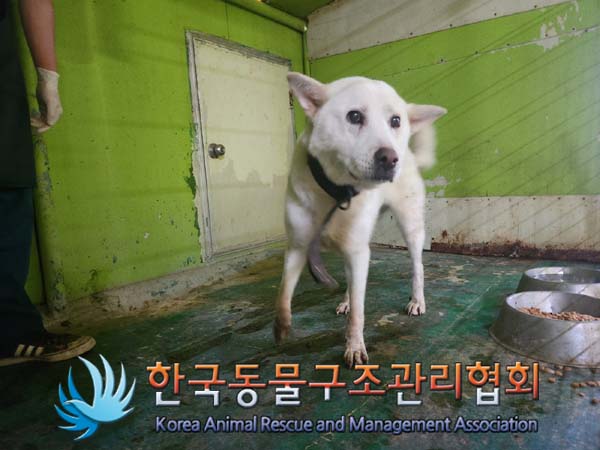 종료(안락사) 믹스…