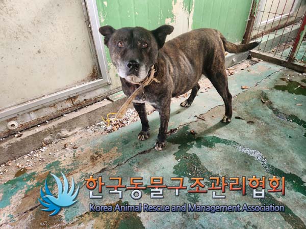 한국동물구조관리협회_441404202400536