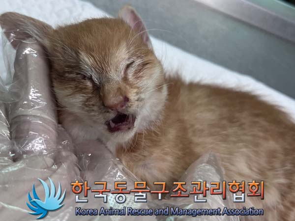 한국동물구조관리협회_411304202400514