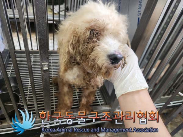 한국동물구조관리협회_411316202400624