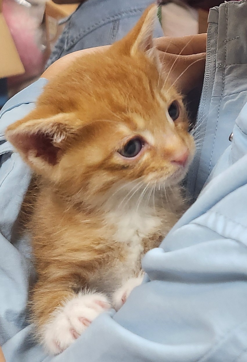 울산유기동물보호센터_431373202401416