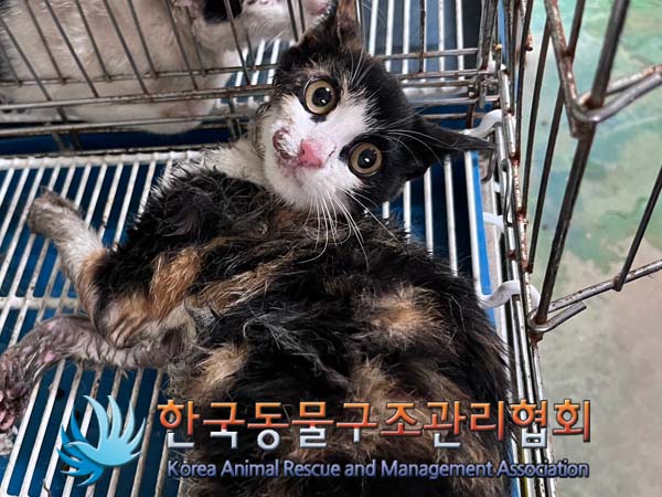 한국동물구조관리협회_441559202401029