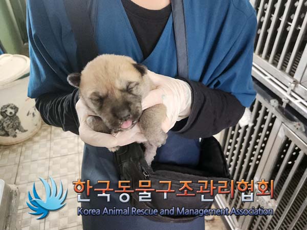 한국동물구조관리협회_441409202401525