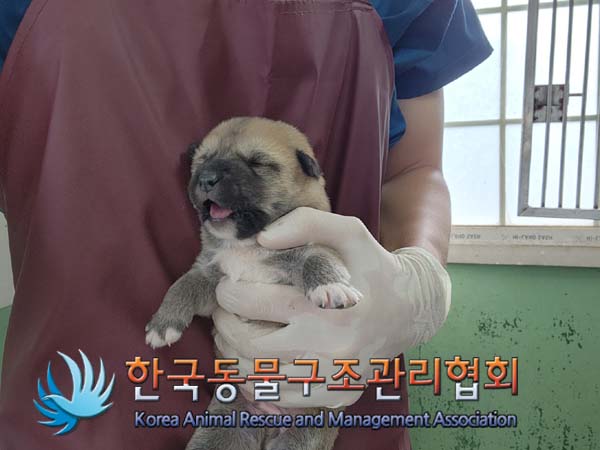 한국동물구조관리협회_441409202401523
