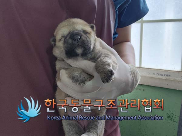 한국동물구조관리협회_441409202401527