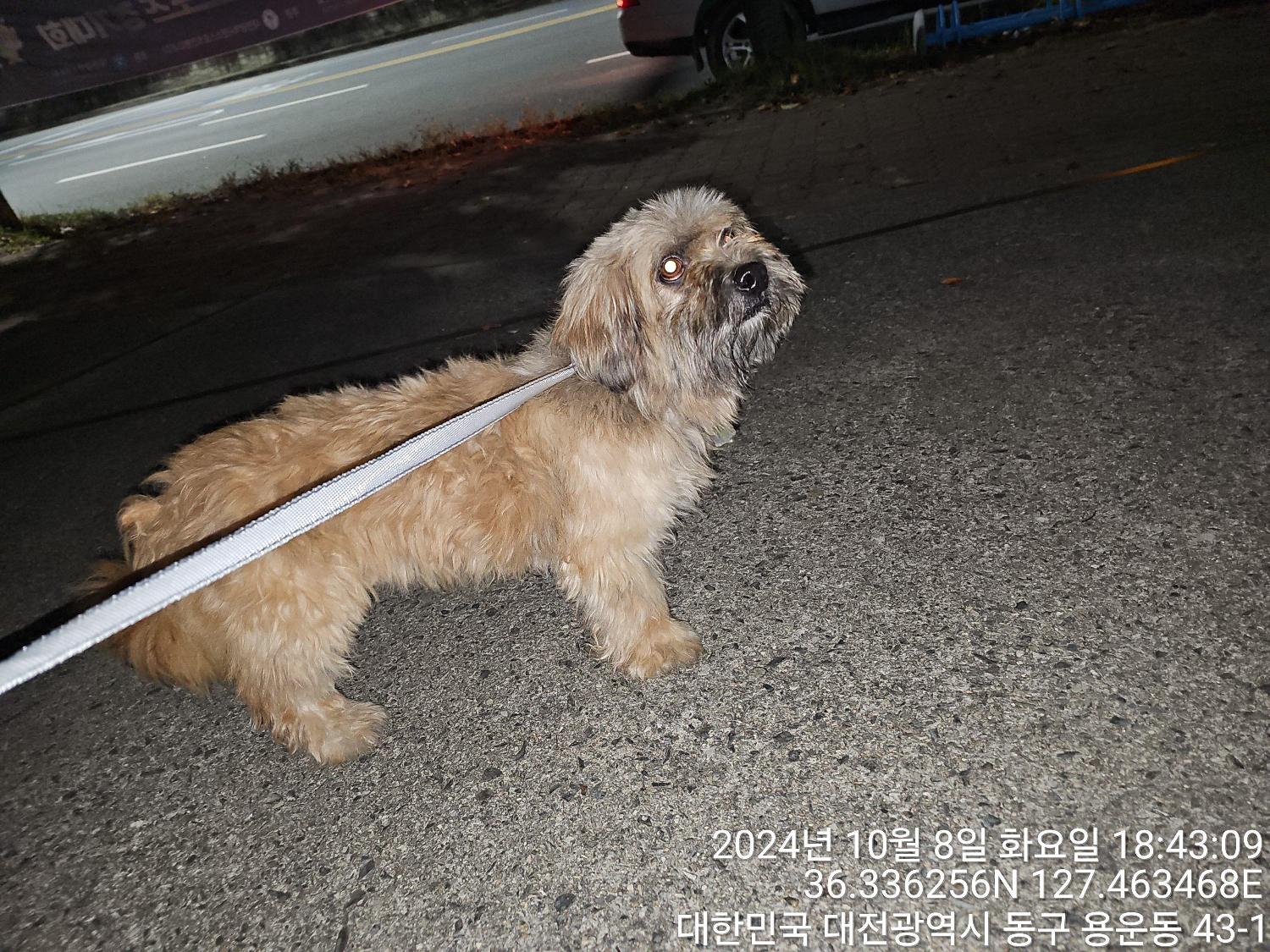 대전동물보호센터_430364202400765