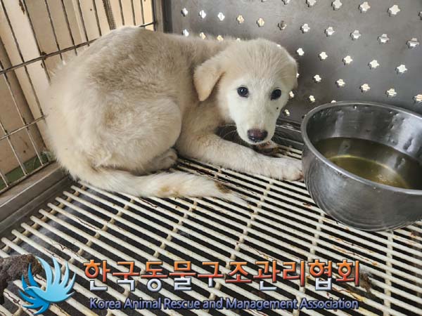 한국동물구조관리협회_441559202401028