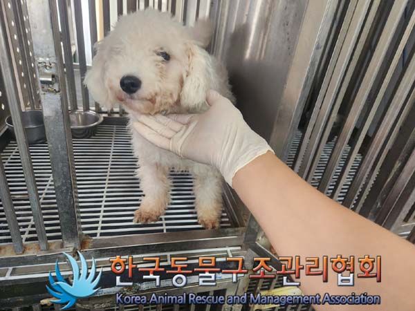 한국동물구조관리협회_411311202400758