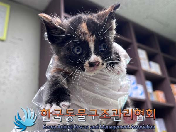 종료(자연사) 한국…