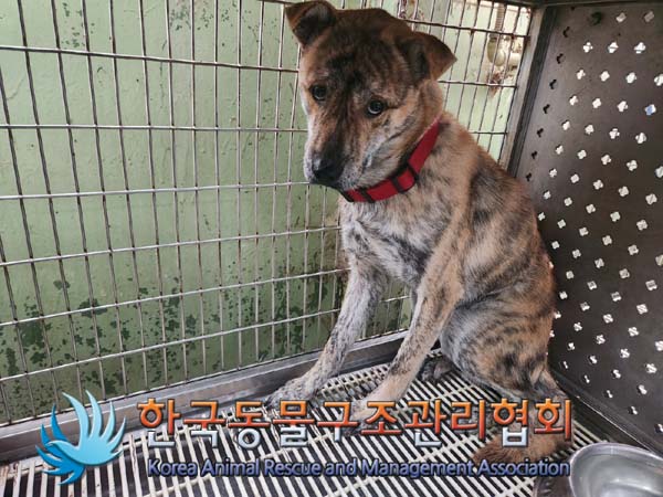 한국동물구조관리협회_411311202400757