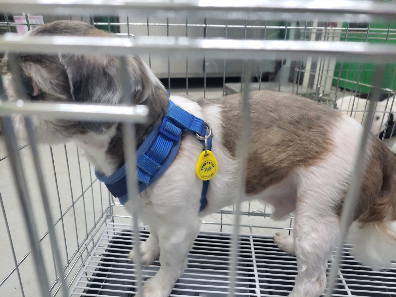 고양시동물보호센터_441394202402074
