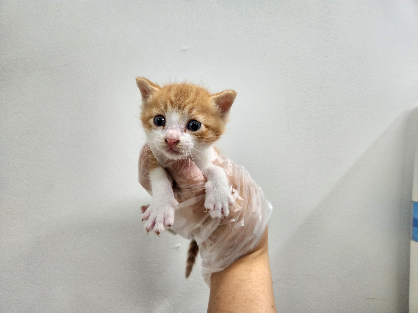광주TNR동물병원송정_441554202401721