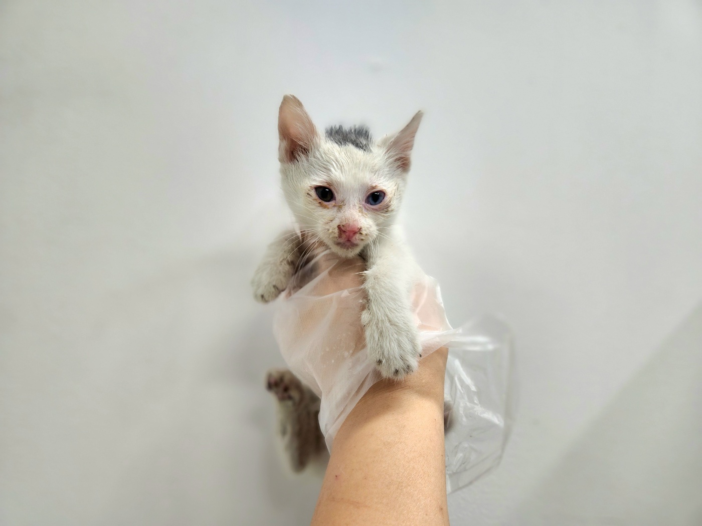 광주TNR동물병원송정_441554202401718
