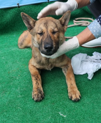 제주 동물보호센터_450650202403000