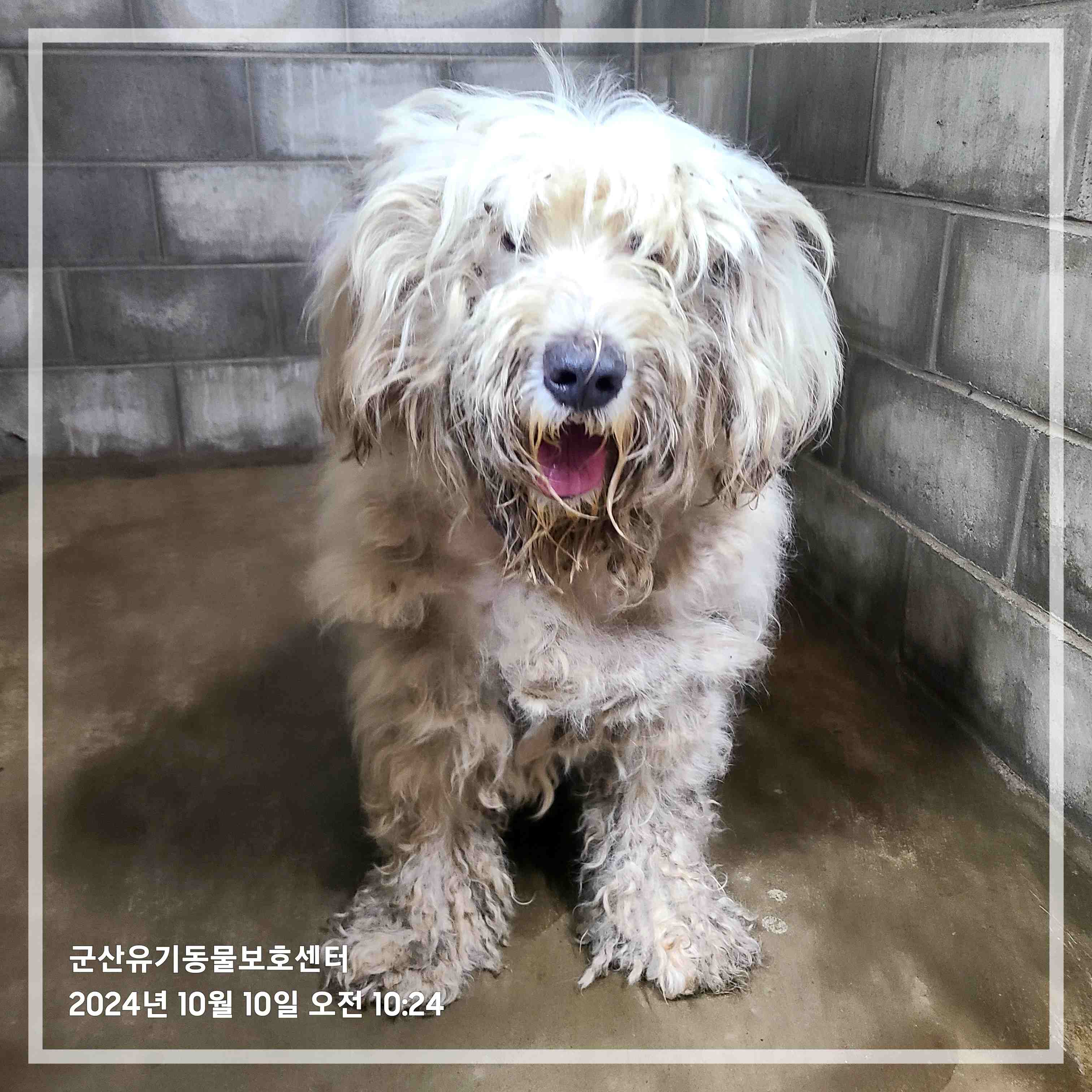 군산유기동물보호센터_445467202401978