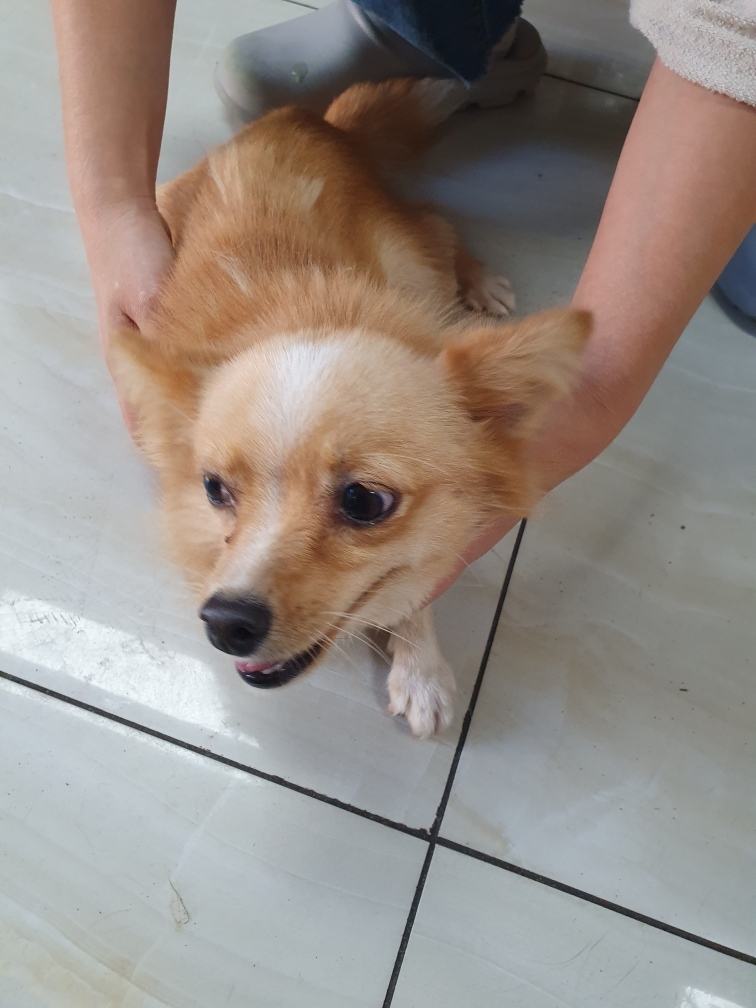 최종주동물병원_443444202400386