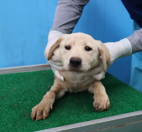 제주 동물보호센터_450650202403013