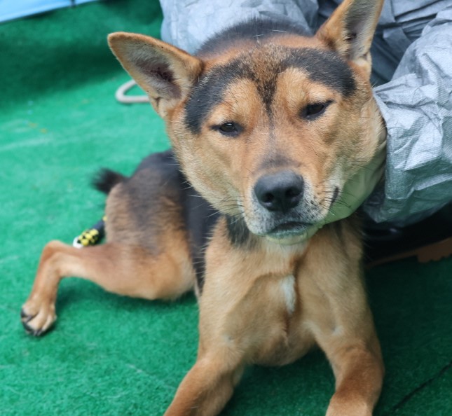 제주 동물보호센터_450650202403009