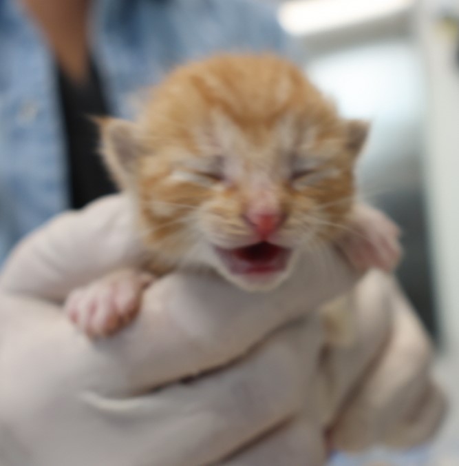 제주 동물보호센터_450650202403019