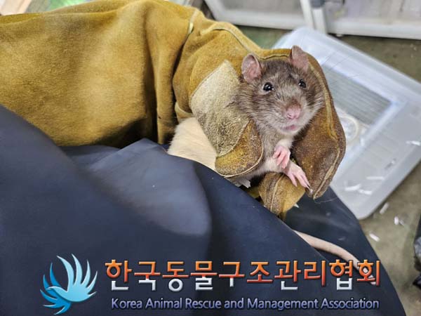 종료(안락사) 랫트…