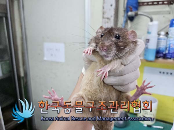 한국동물구조관리협회_411311202400762