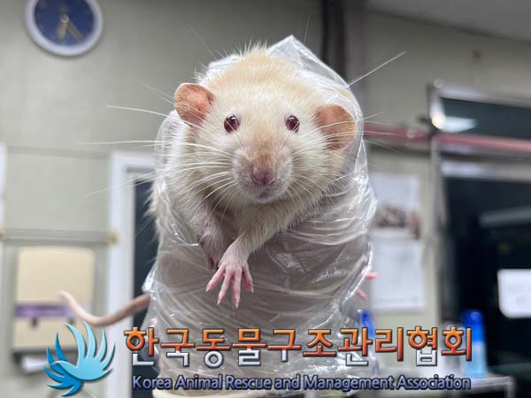 종료(안락사) 랫트…